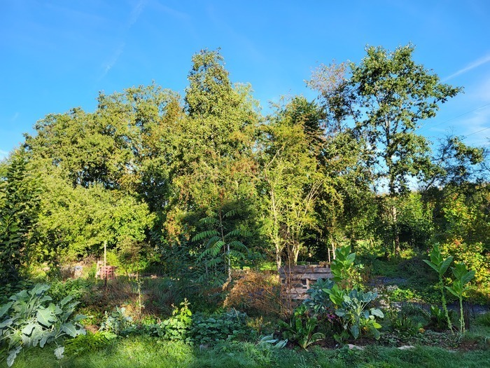 Balade gourmande dans la forêt comestible Association OAZO Hennezel