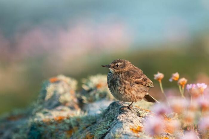 Balade nature en Iroise Porz Liogan