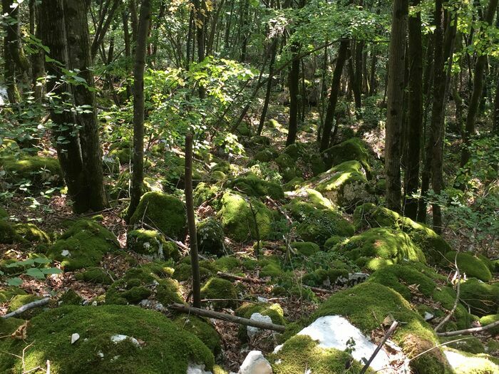 Balade ressourçante "L'énergie douce de la nature" Saint-Maurice-de-Rotherens