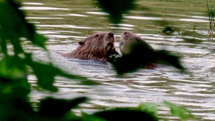Balade sur les traces du castor mairie de brignon Brignon Balade sur les traces du castor mairie de brignon Brignon