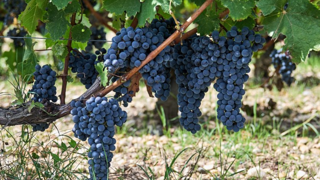 Banquet de vendanges au Château Haut-Bailly Château Haut-Bailly Léognan