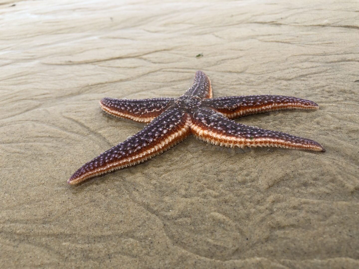 Biodiversité du Bassin d'Arcachon une richesse à découvrir