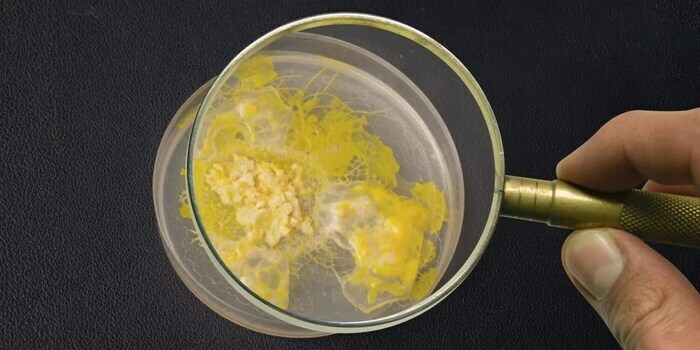 Blob à la loupe Le Dôme Caen