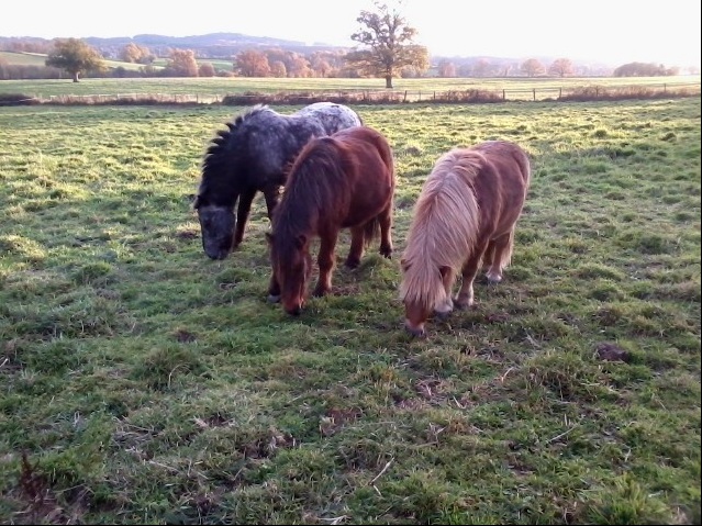 Chasse au trésor à poney