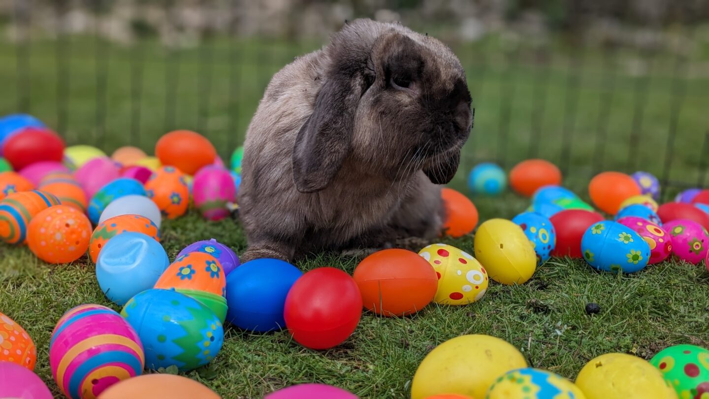 Chasse aux oeufs à la ferme de Maillofargueix