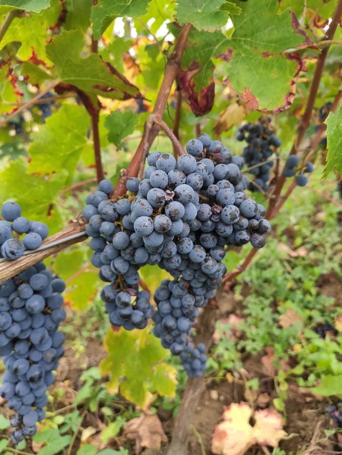 Chez le viticulteur GAEC TOPAZE Monnières