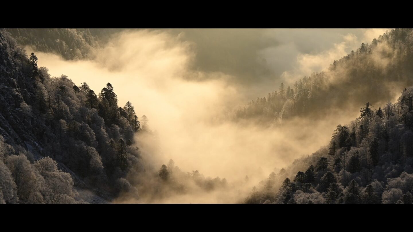 Cinéma Le chant des forêts