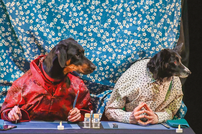 [COMPLET] Ouiiiii | Cie des Plumés Le Grand Sud Lille