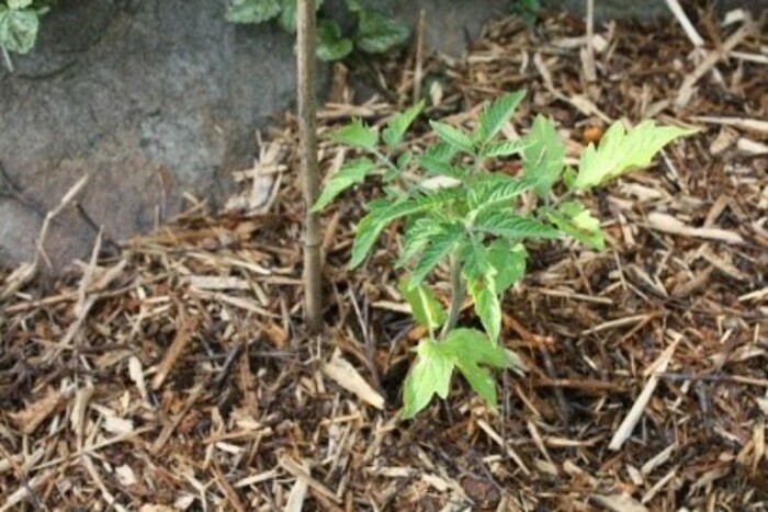 Compostage et gestion des ressources au jardin (1) Maison du parc Saint-Étienne-du-Rouvray