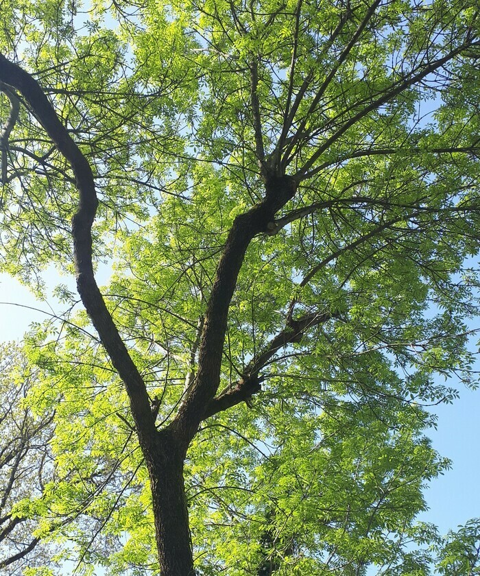 Comptage printanier des oiseaux des jardins au Lieu Utile Le Lieu Utile Bouguenais