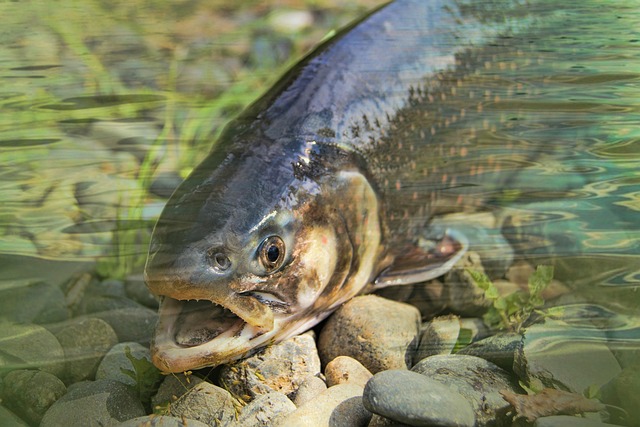 Concours de pêche à la truite Le grand étang Saint-Saud-Lacoussière 2026-04-19 Concours de pêche à la truite