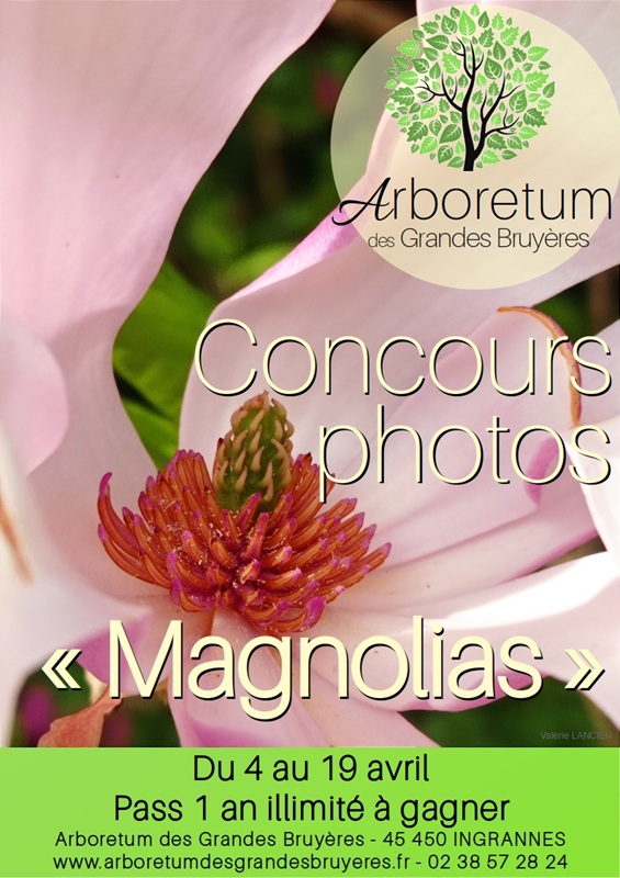 Concours Photos Magnolias Chemin de la Grande Bruyère Ingrannes 2026-04-04 Concours Photos Magnolias