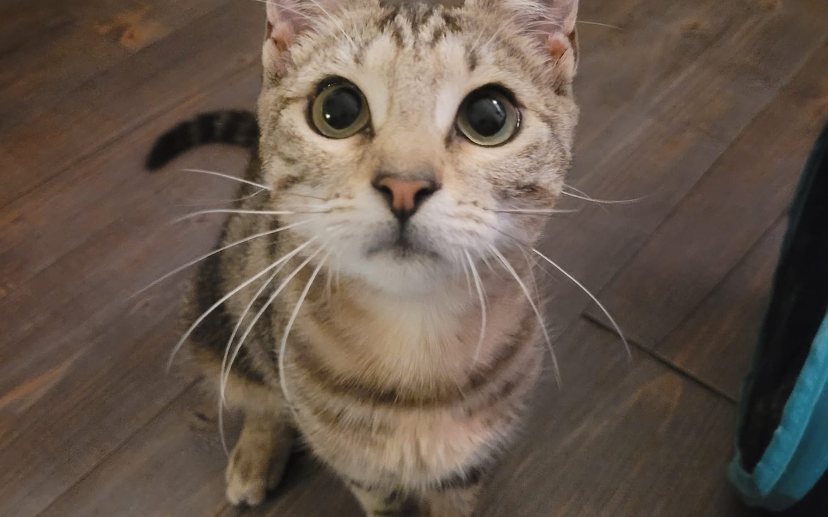 Conférence - Chat d’intérieur vs chat d’extérieur : bien-être et épanouissement Université Ouverte - Université Paris Cité  Paris
