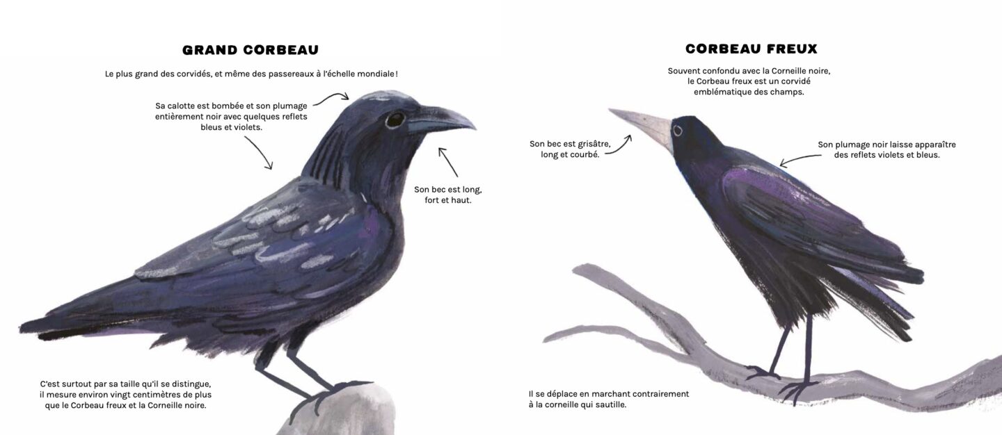 album corvides