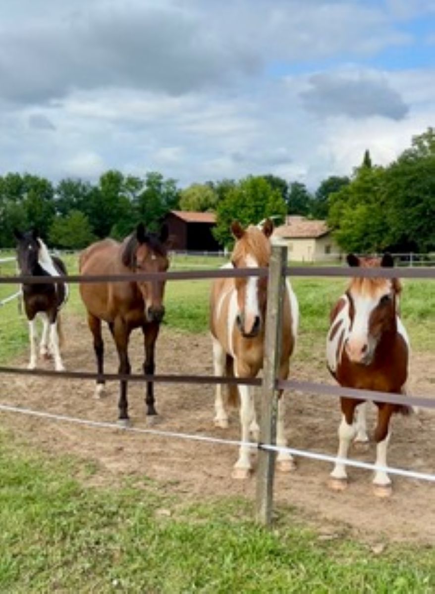 Cours privés ou collectifs