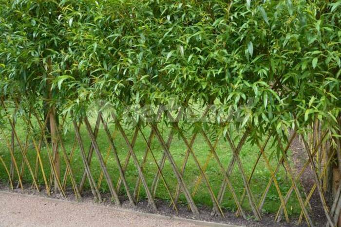 Créer une haie vivante tressée. Métropole Rouen Normandie Rouen
