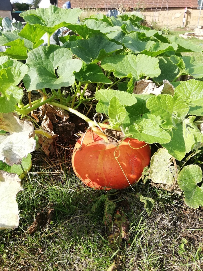 Cuisiner les courges Métropole Rouen Normandie Rouen