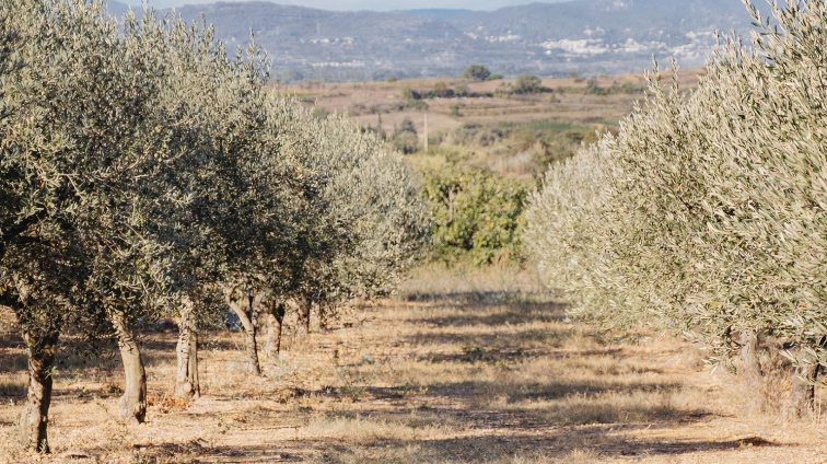 DE PIERRES ET D'OLIVIER VISITE DE GIGNAC ET HALTE GOURMANDE