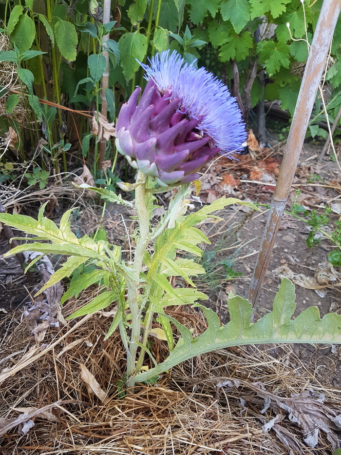 Découverte commentée d'un jardin d'inspiration médiévale et Renaissance Jardin Saint-Martin Malzéville