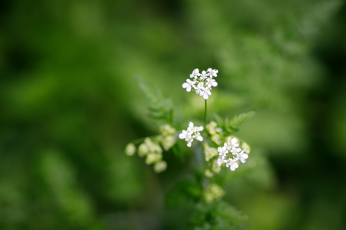 Découverte de la faune et flore de la Réserve Ecologique des Barails Bordeaux - Lieu de départ communiqué par l'association à l'inscription Bordeaux