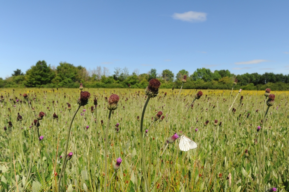 Découverte du bocage de Chevais