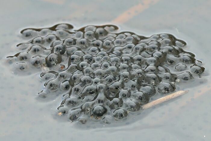 Découverte du crapaudrome d’Auffargis Rue des Vaux de Cernay