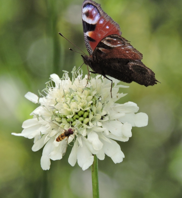 Découverte du jardin "Le Quenti"