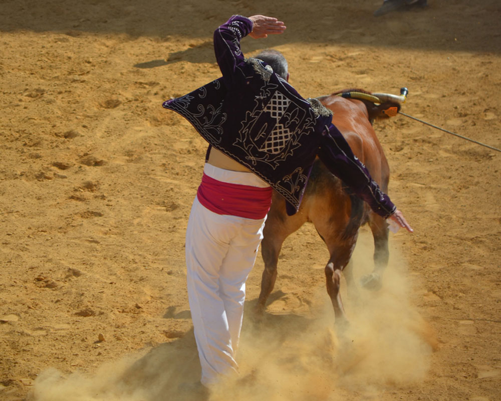 Découverte et initiation course landaise