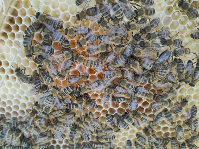Découvrez l'apiculture familiale en ruche Warré 33127 Saint-Jean-d'Illac