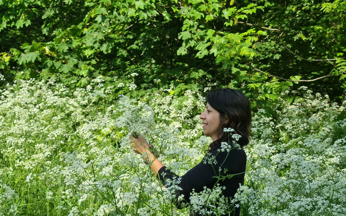 Découvrez les plantes sauvages de la Coulée Verte Coulée verte René-Dumont Paris
