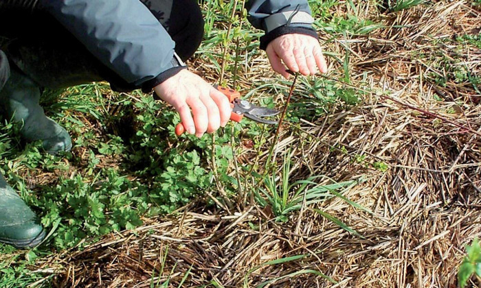 Démonstration de taille et entretien de haies champêtres et arbres (72) Place de l'église