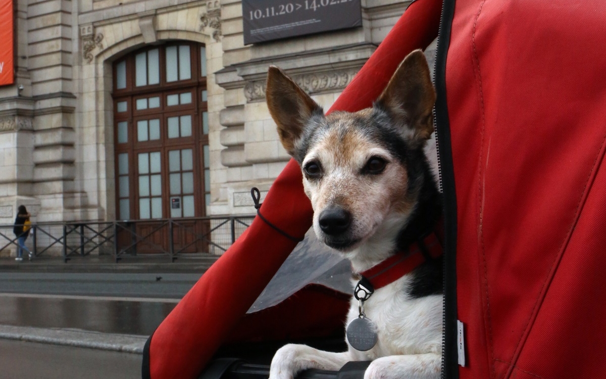 Des chiens tellement parisiens Maison de l'animal Paris