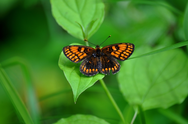 Des plantes sauvages pour les papillons