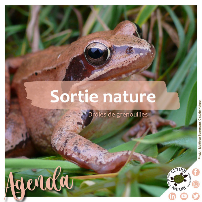 Drôles de grenouiles Domaine de la Burthe