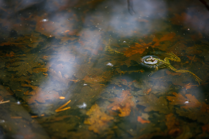 « Drôles de grenouilles » Martignas-sur-Jalle – Lieu de départ communiqué par l’association à l’inscription Martignas-sur-Jalle "Drôles de grenouilles" Martignas-sur-Jalle - Lieu de départ communiqué par l'association à l'inscription Martignas-sur-Jalle