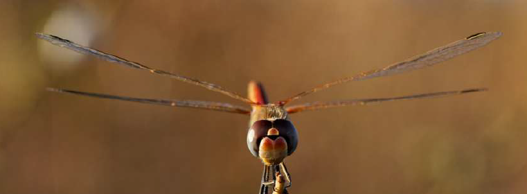Entre deux mondes la vie des libellules Dimanche Nature