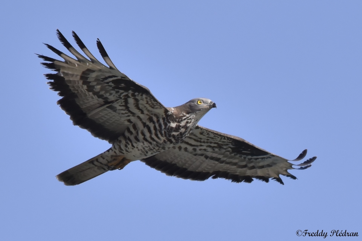 Escales ailées sur les îles Nouveauté 2026
