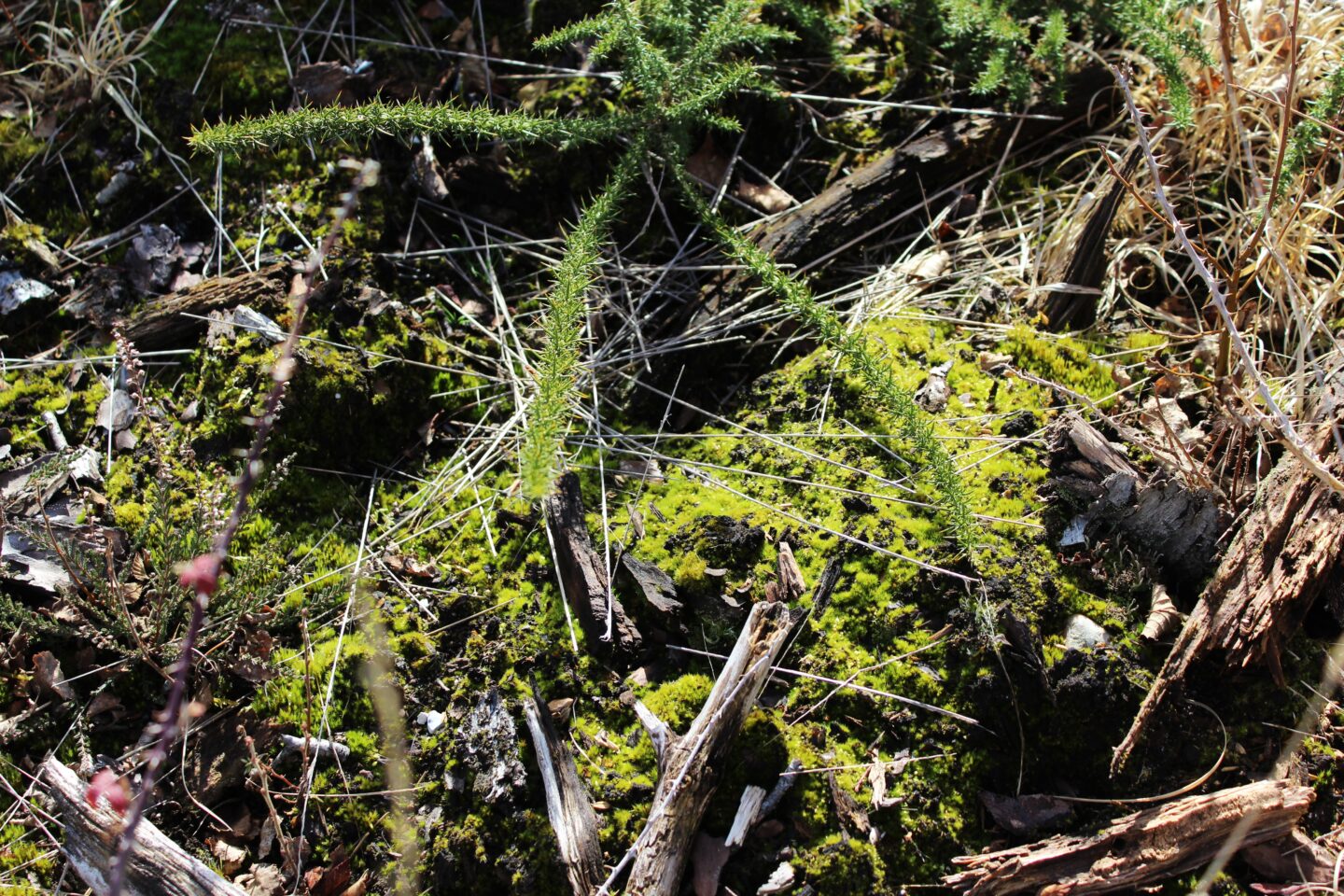 Escapades Nature Les plantes carnivores