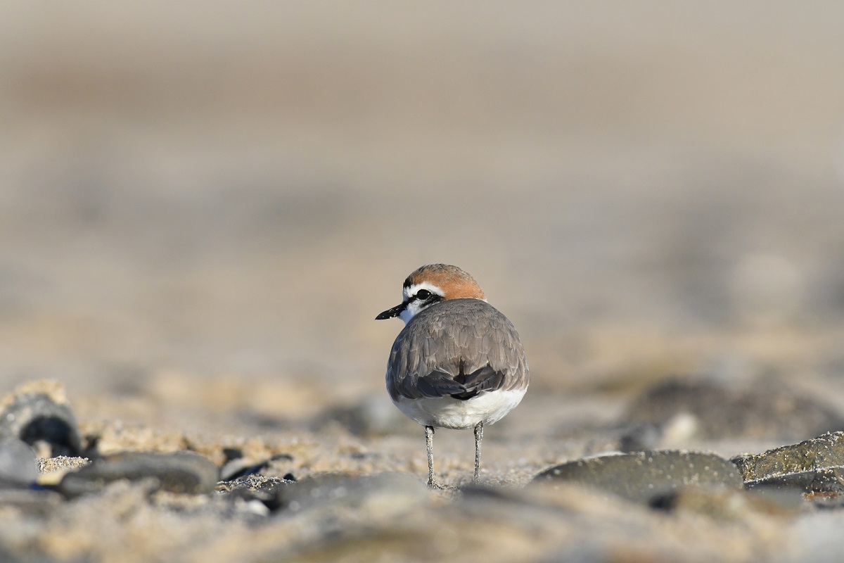 Espèces discrètes et monde secret
