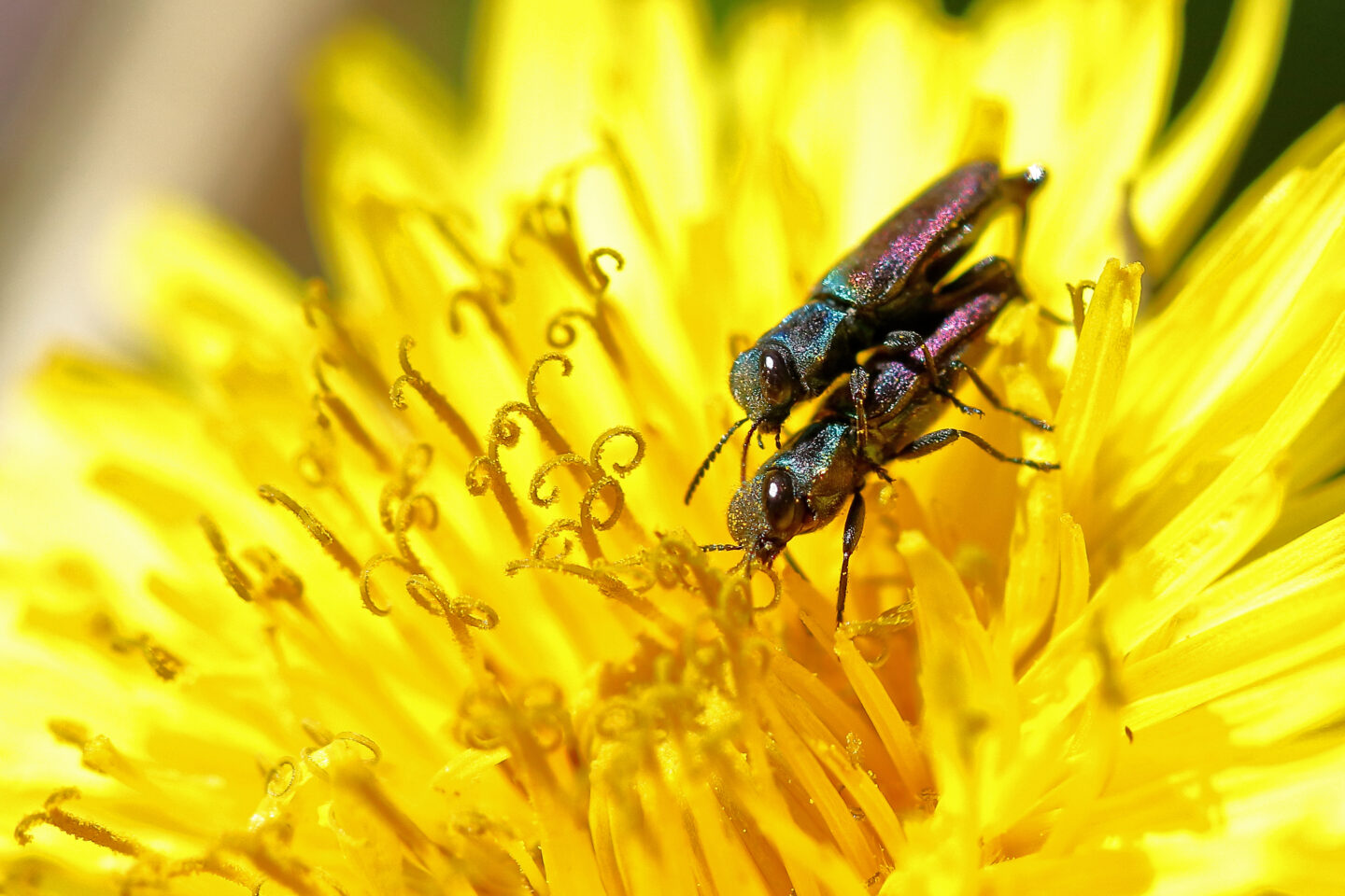 Exposition photos Insectes et Papillons par Jean-Paul Laumonier