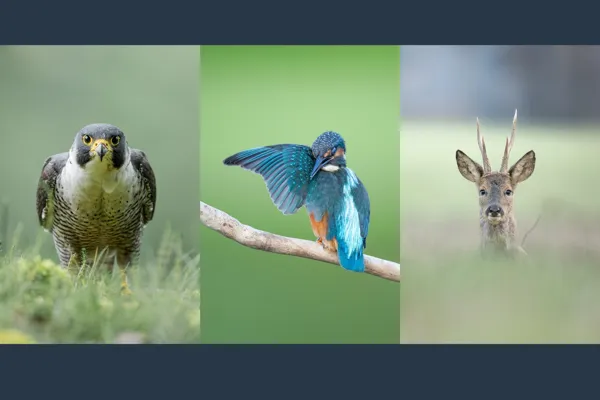 Exposition Théo Bonnefous