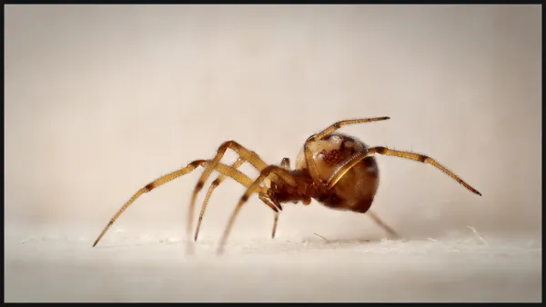Exposition “Un monde à soie”