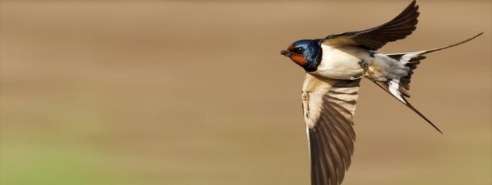 Fabriquer un nichoir à hirondelles Saint-Médard-en-Jalles - Lieu de départ communiqué par l'association à l'inscription Saint-Médard-en-Jalles