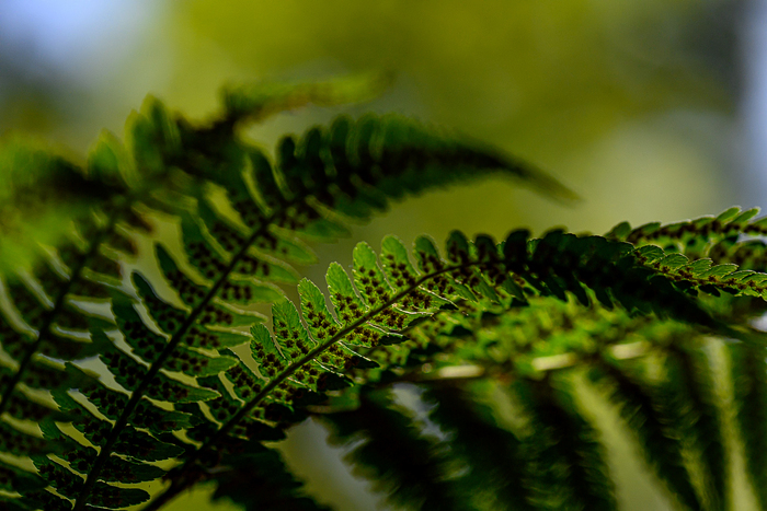 Fascinantes fougères Conservatoire et Jardin botaniques de Genève Chambésy