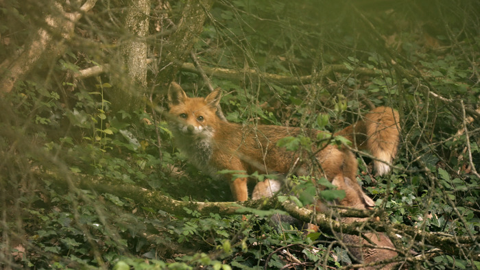 Festival du Film Vert La Dépendance Genève