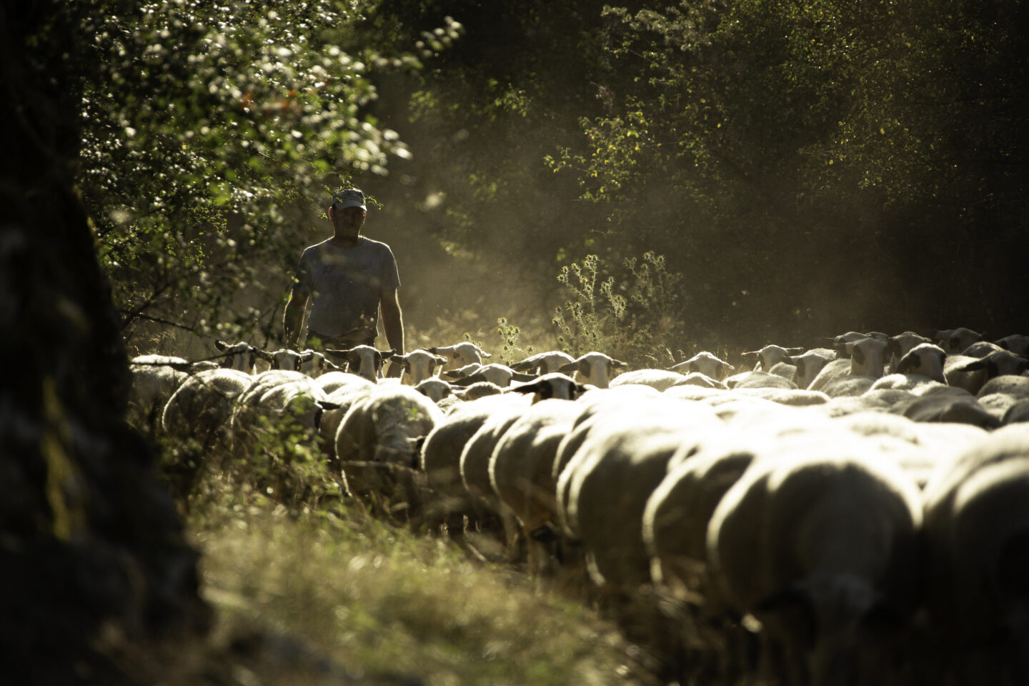 Fête de la brebis Balade sur le sentier de la brebis
