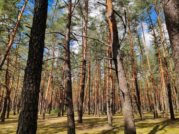 Fête de la Nature et du Vivant Foyer Rural de la Région de Tornac Tornac