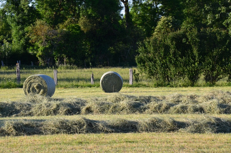 Fête des Foins 7ème édition