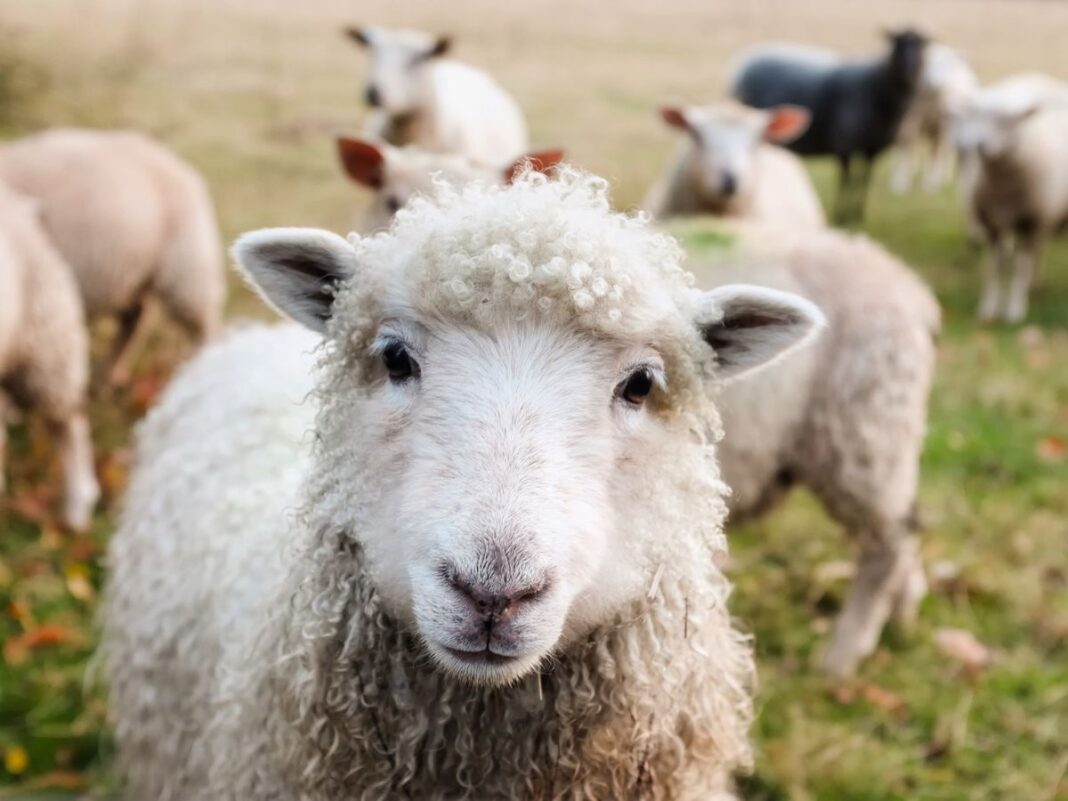 FOIRE AGRICOLE ET ARTISANALE  Mouthoumet