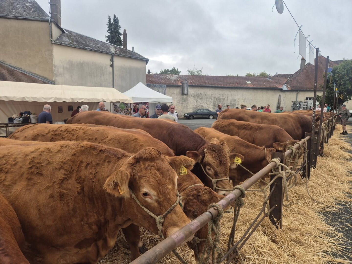 Foire bovine